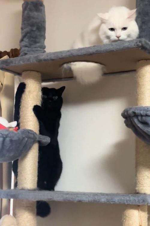 キャットタワーの上でじっと動かない2匹の猫