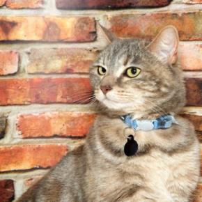 猫の『名前』をつけるときに注意すべきこと5つ　後悔しないためのポイントや名付けのコツ