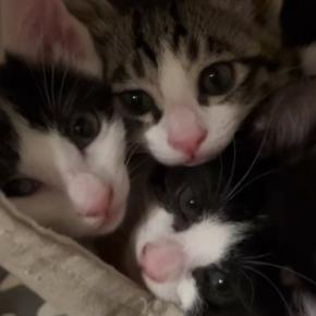 ママとは『別々に寝るようになった』子猫たち→『朝』になると……ほっこりする光景に「たまらないｗ」「もう見てるだけで幸せ」と34万再生