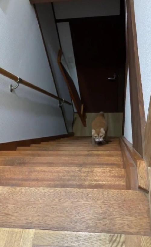階段を登る猫