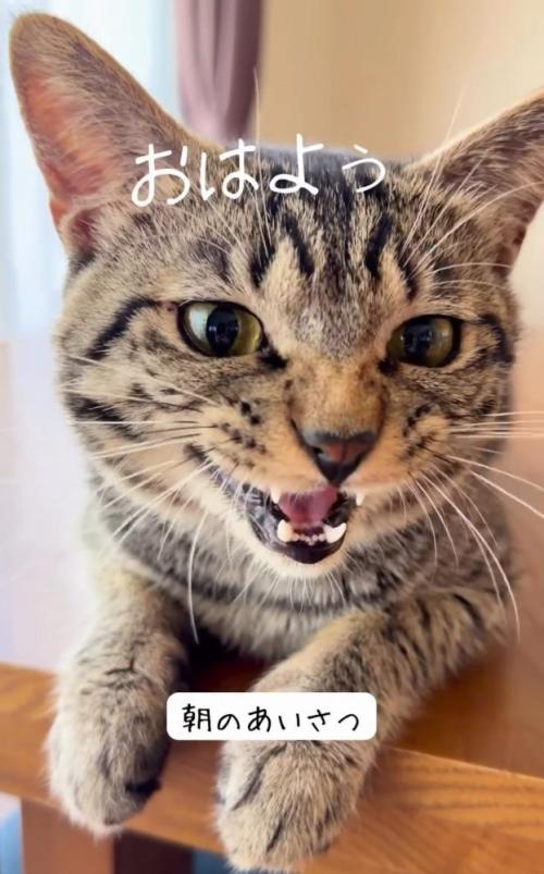 前を見て鳴く猫