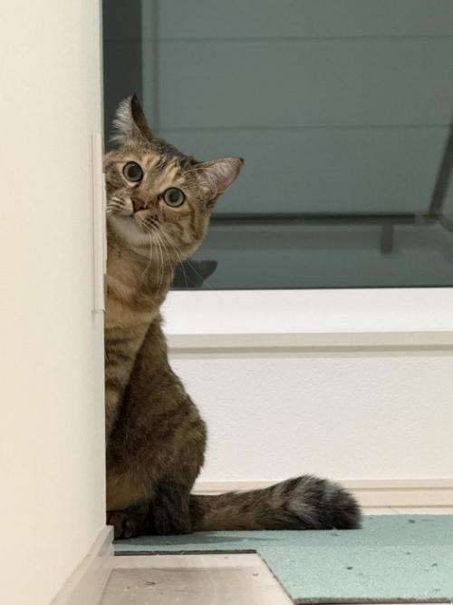 顔をのぞかせる猫