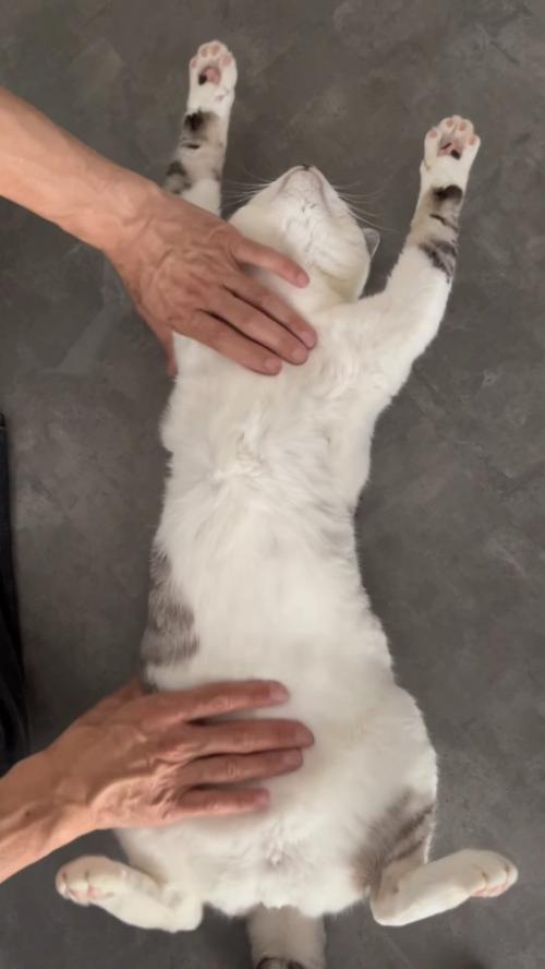 お腹を伸ばすようになでられる猫