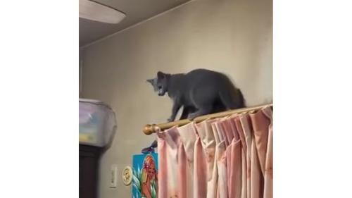 カーテンレールの上にいる猫