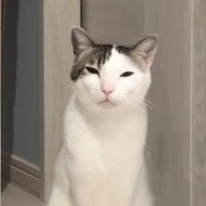何かを伝えたい猫→飼い主をじっと見つめて…悶絶必至の『アピールの様子』が22万再生「自分の可愛さをわかってるｗ」「胸キュン」