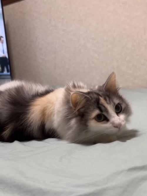 寝そべる猫
