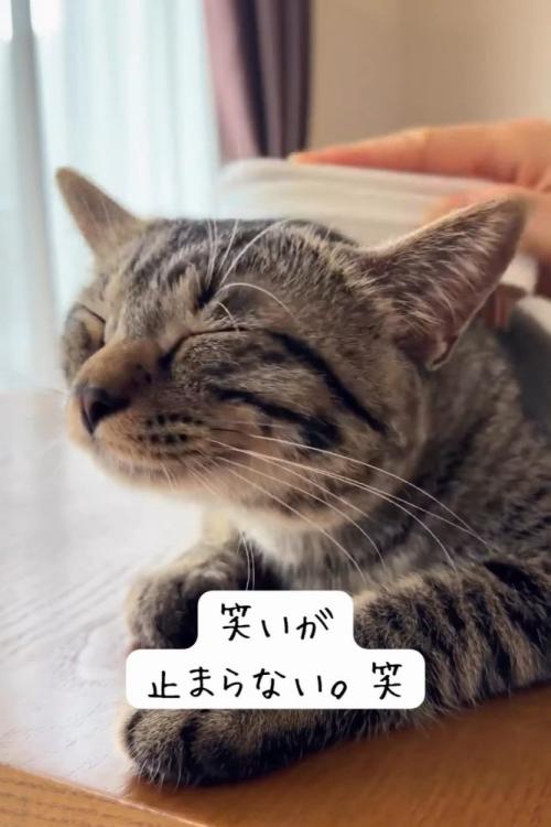 耳を横に少し倒す猫