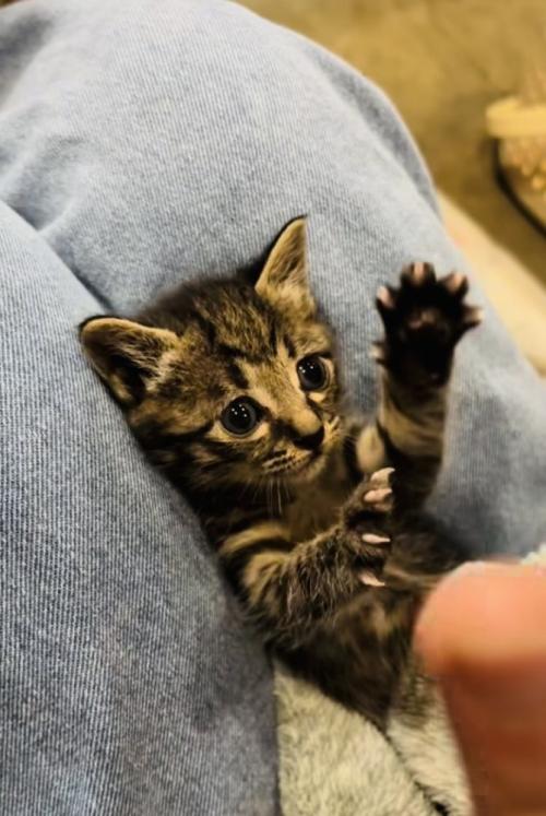 投稿主さんの真似をして万歳する子猫