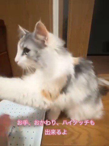 左前足をあげる猫
