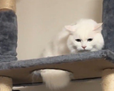 キャットタワーの上から見下ろす白猫