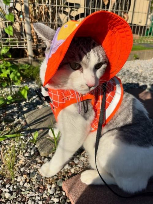 帽子をかぶる猫