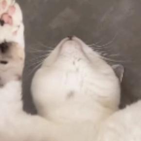 仰向けで『バンザイ寝』をする猫→顔を見た結果…まさかすぎる『表情』に「うっとりしていると思ったら…ｗ」「想像と違ったｗ」と17万再生