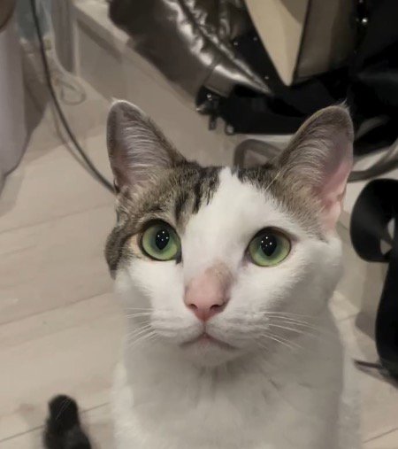 飼い主を上目遣いで見つめる猫