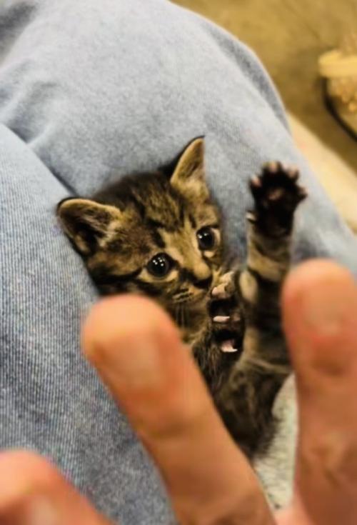 投稿主さんの真似をして万歳する子猫