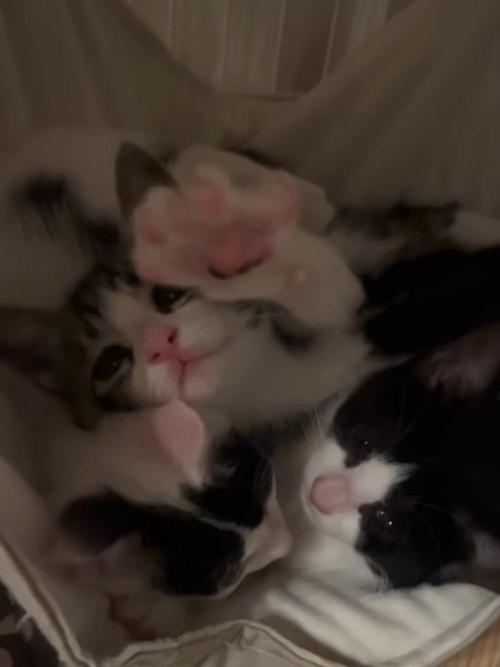 伸びをする子猫