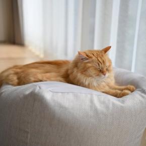 『平均寿命が短い』傾向にある猫種5選　かかりやすい病気や健康管理のポイントも解説