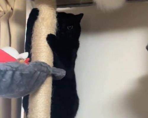 柱につかまって隠れる黒猫