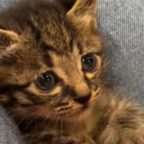 足の上でくつろぐ子猫→『手をパー』にして見せると…尊い光景が1287万再生「何時間でも見ていられる」「生まれてきてくれてありがとう」