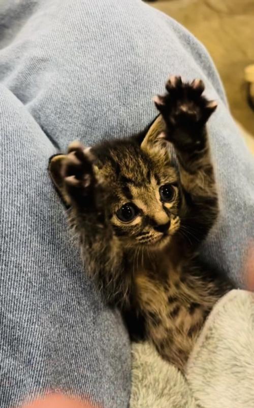 投稿主さんの真似をして万歳する子猫