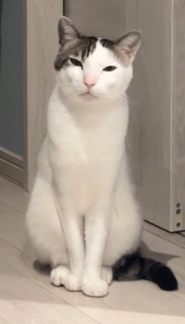 目を細めて飼い主を見つめる猫