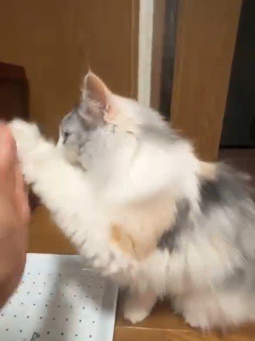 左前足を高くあげる猫