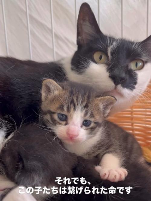 母猫と子猫の顔