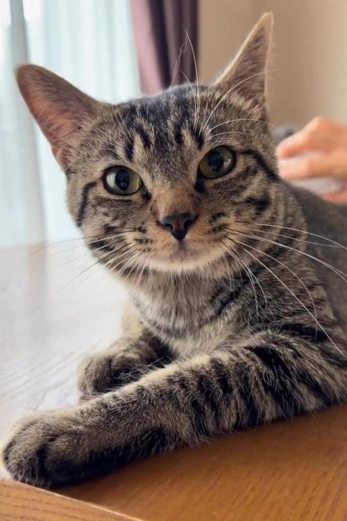 カメラ目線の猫
