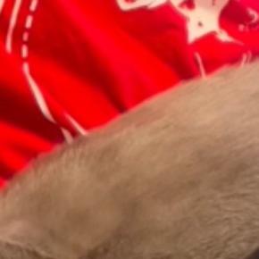 普段は怪獣みたいに『元気いっぱいな猫』→ママには甘えないのに、息子の前になると…微笑ましい光景が11万再生「すごい体勢ｗ」と反響