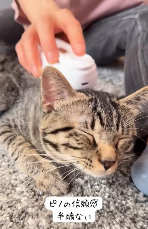 目を閉じる猫