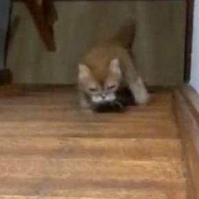 『のぼり方のクセが強すぎる猫』…まるでバタフライのような『まさかの動き』が500万表示「何回も見てしまったｗ」「おもろすぎる」と爆笑