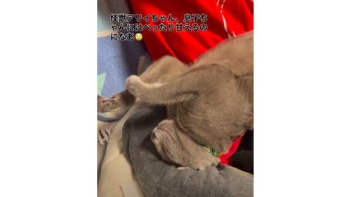 男の子と猫