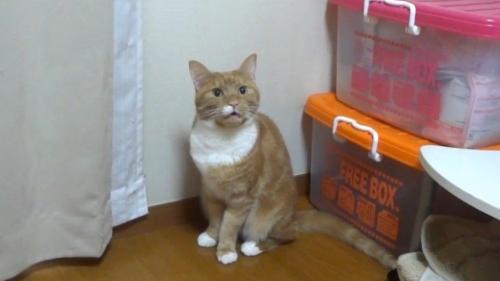 鳴く茶白のアップ