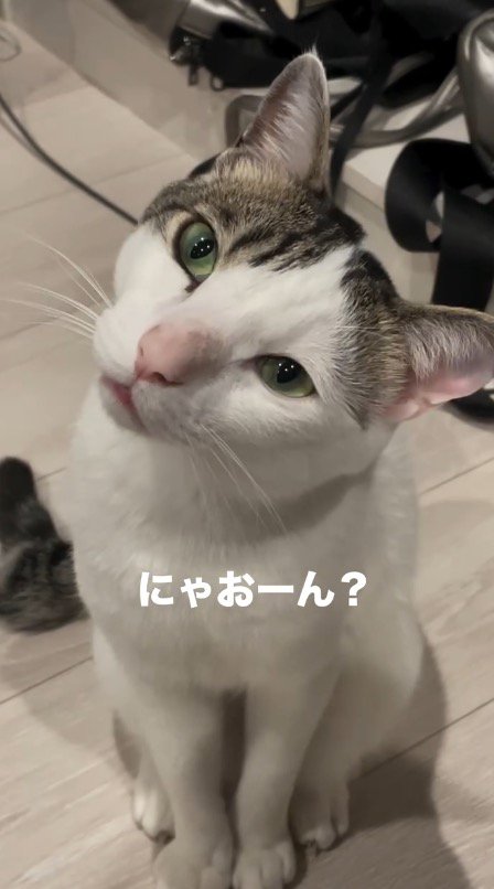 首を傾げて飼い主におやつをおねだりする猫