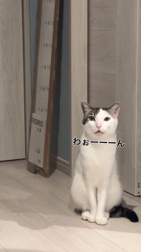 飼い主の顔を見つめて様子をうかがう猫