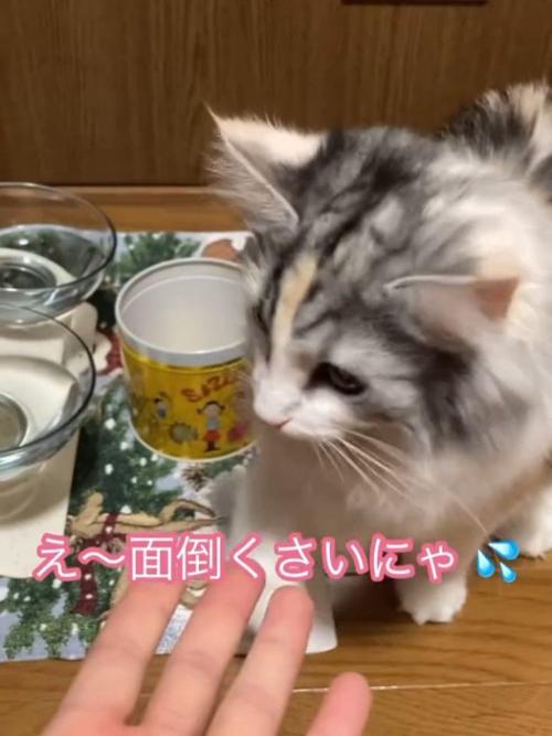 顔の前に人の手を出された猫