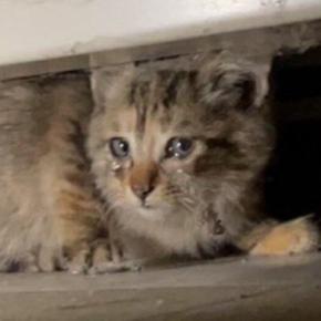 ３年前、駐車場で『寂しげな子猫』を保護したら……同じ猫とは思えない『現在の様子』に「ギャップが凄くて吹いたｗ」「落差激しいｗ」と反響