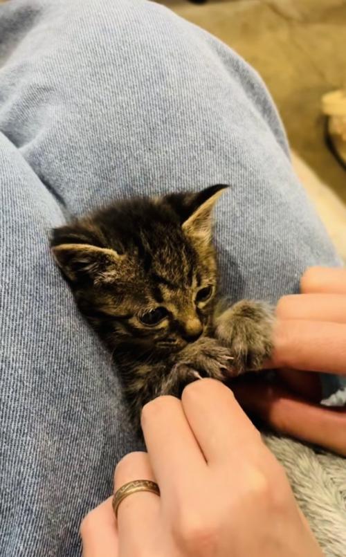 投稿主さんにお腹をくすぐられる子猫