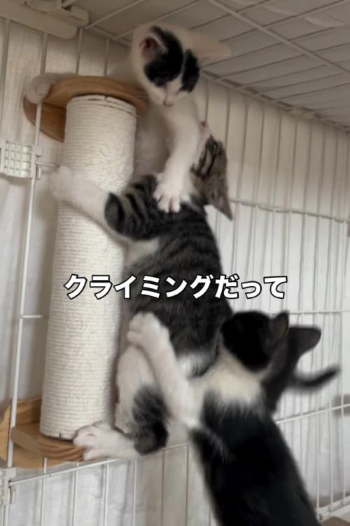 爪とぎの棒に集まる子猫たち