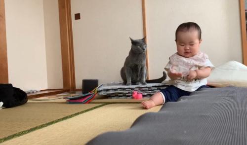 凝視する猫