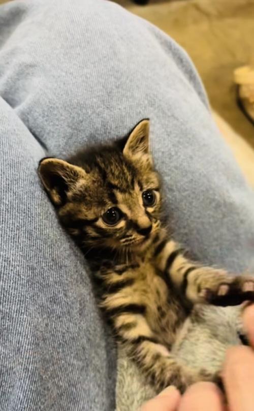 投稿主さんの真似をして万歳する子猫