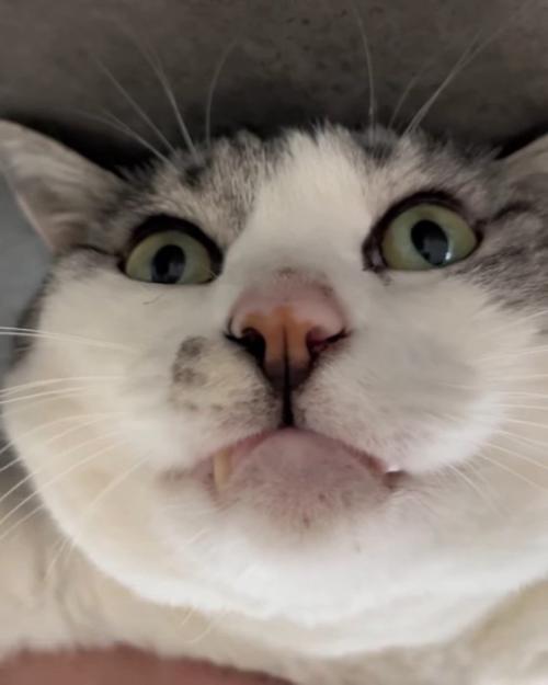 猫の顔