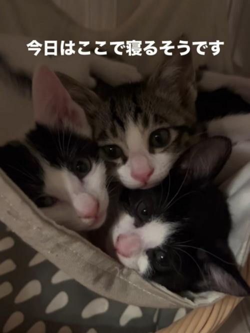 ハンモックにいる3匹の子猫
