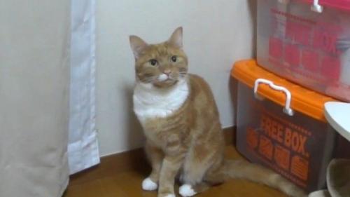 茶白のアップ