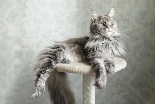 キャットタワーでくつろぐメインクーン