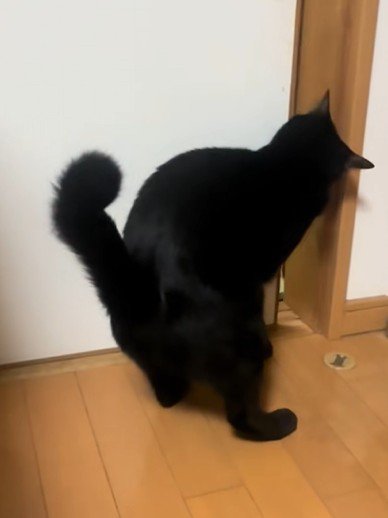 引き戸をこじ開ける猫