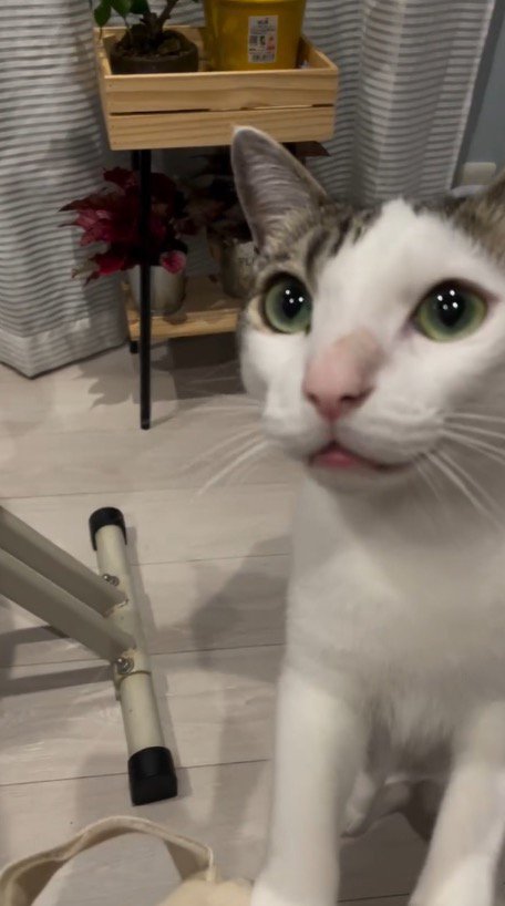 飼い主に体を近づけて、見つめる猫
