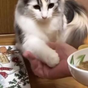 パパから夜食をもらうときに『お手をする猫』→ママも挑戦してみた結果…まさかの対応に「仕方ないなぁー感ｗ」「凄いしかわいいｗ」と反響