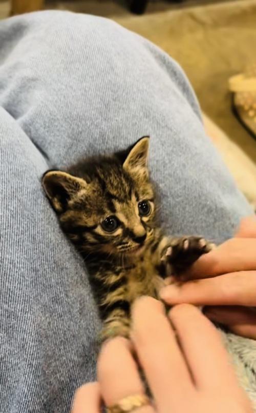 投稿主さんにお腹をくすぐられる子猫
