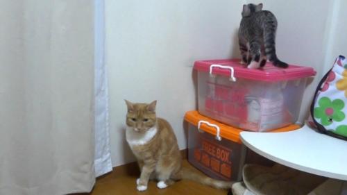 後ろを向くサバトラ