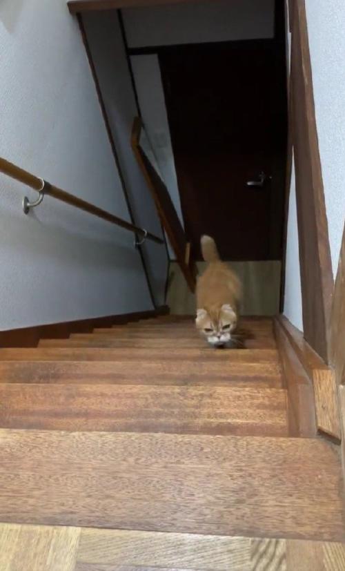 階段を登る猫